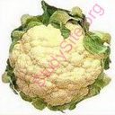 cauliflower (Oops! image not found)